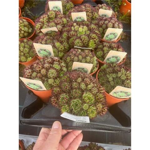 Sempervivum calcareum 'Bicolor'