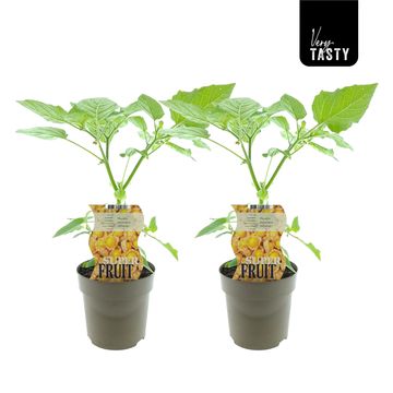 Physalis peruviana 'Little Lanterns'