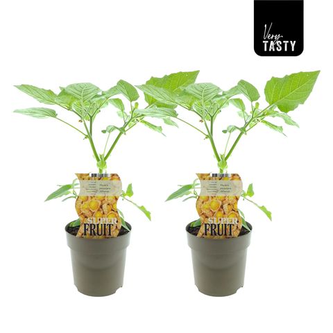 Physalis peruviana 'Little Lanterns'