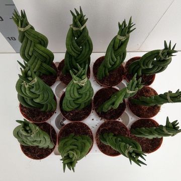 Sansevieria cylindrica 'Braid'