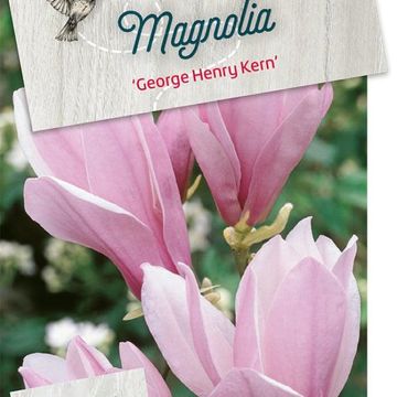 Magnolia 'George Henry Kern'