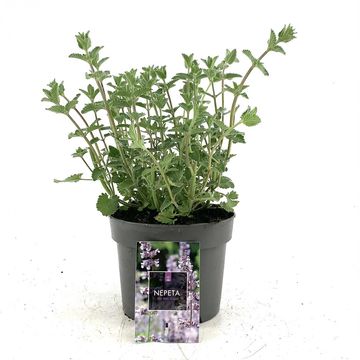 Nepeta 'Six Hills Giant'