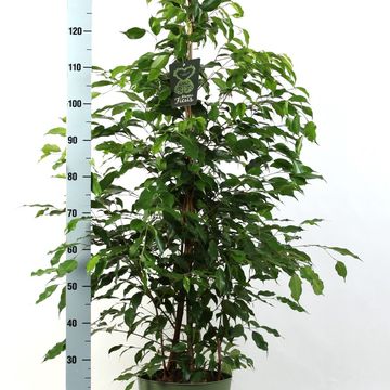 Ficus benjamina 'Exotica'