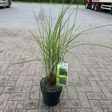 Miscanthus sinensis 'Gracillimus'