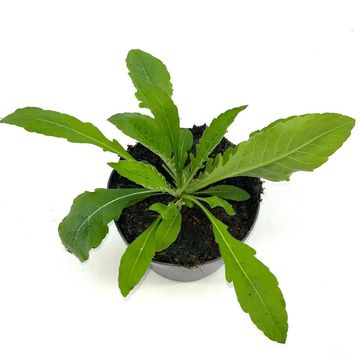 Knautia macedonica 'Melton Pastels'