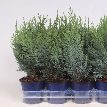 Chamaecyparis lawsoniana 'Columnaris'