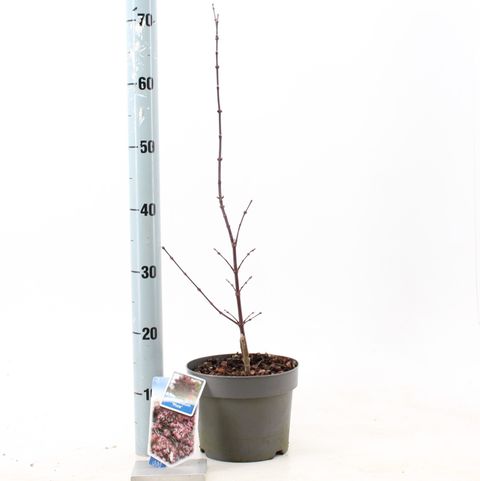 Acer palmatum 'Pixie'