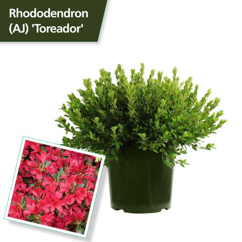 Rhododendron 'Toreador'
