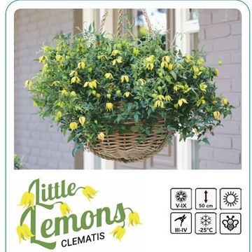 Clematis LITTLE LEMONS (Ta)