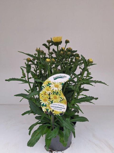 Leucanthemum BROADWAY LIGHTS