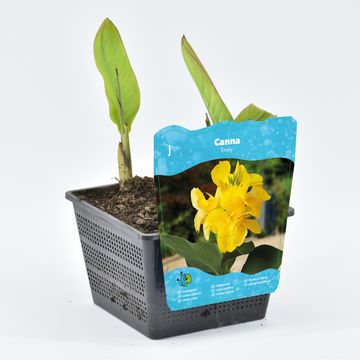 Canna 'Cannasol Happy Emily' Canna 'Cannasol Happy Emily'