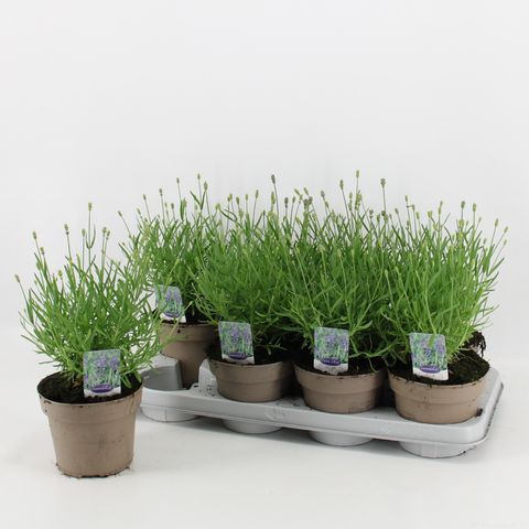 Lavandula angustifolia 'Ellagance Purple'