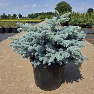 Picea pungens 'Glauca Globosa'
