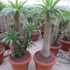 Pachypodium lamerei