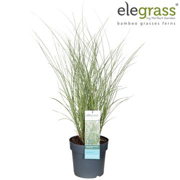 Miscanthus sinensis 'Morning Light'