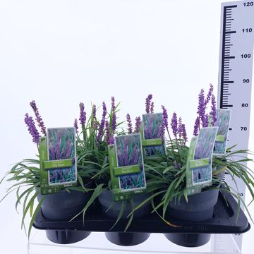 Liriope muscari 'Биг Блю'