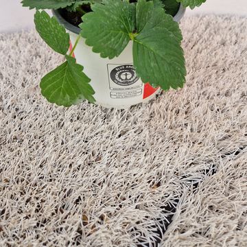 Fragaria x ananassa 'Rosana'