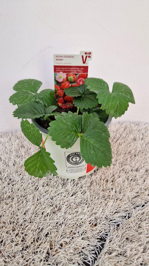 Fragaria x ananassa 'Rosana'