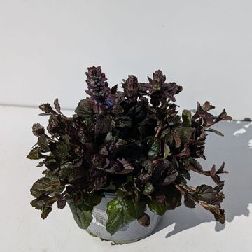 Ajuga reptans 'Braunherz'