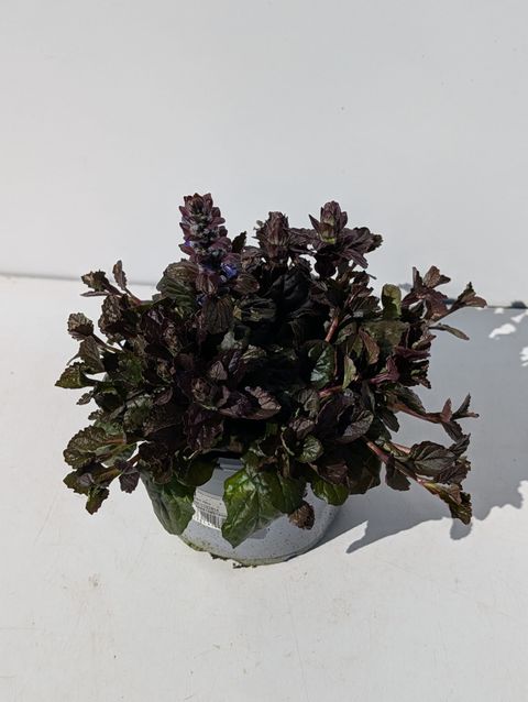 Ajuga reptans 'Braunherz'