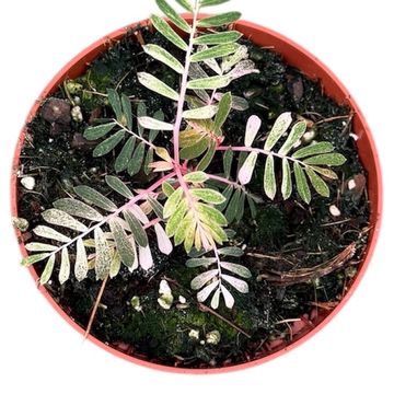 Phyllanthus urinaria 'Albo Variegata'