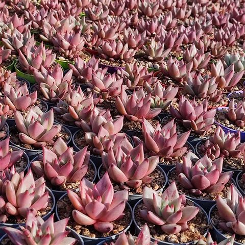 Echeveria agavoides 'Romeo'