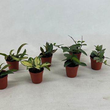 Hoya MIX