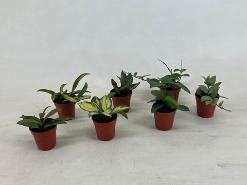 Hoya MIX