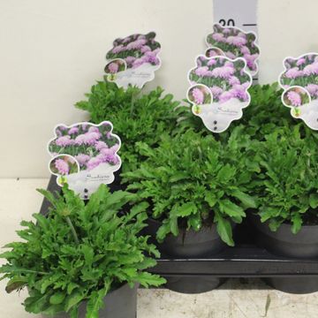 Scabiosa columbaria 'Pink Mist'