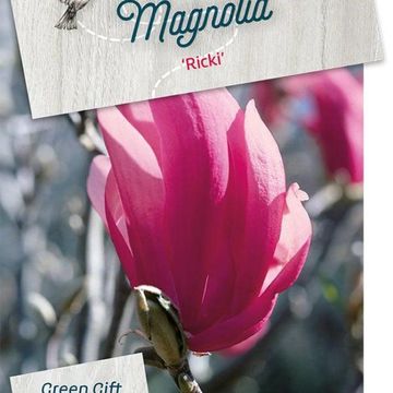 Magnolia 'Ricki'