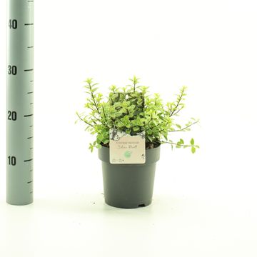 Pittosporum tenuifolium 'Silver Ball'