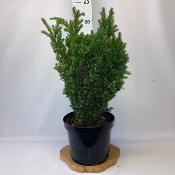 Taxus x media 'Hillii'