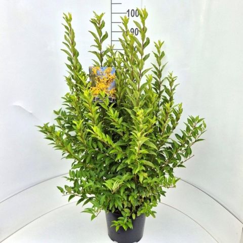 Forsythia x intermedia MINIGOLD