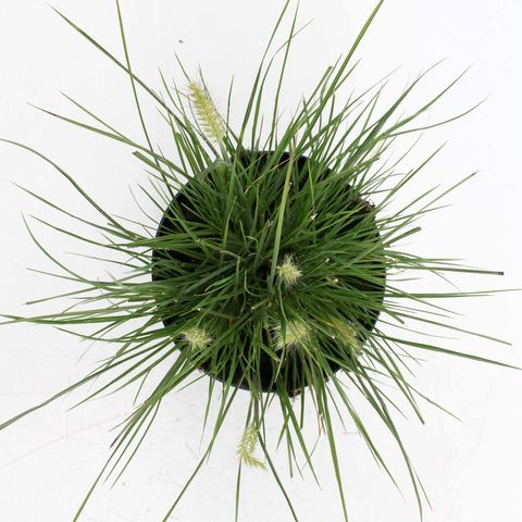 Pennisetum alopecuroides 'Little Bunny'