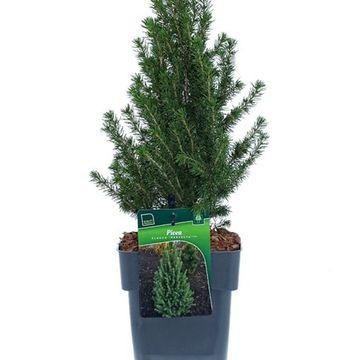 Picea glauca PERFECTA