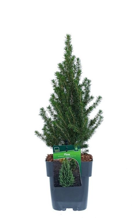 Picea glauca PERFECTA