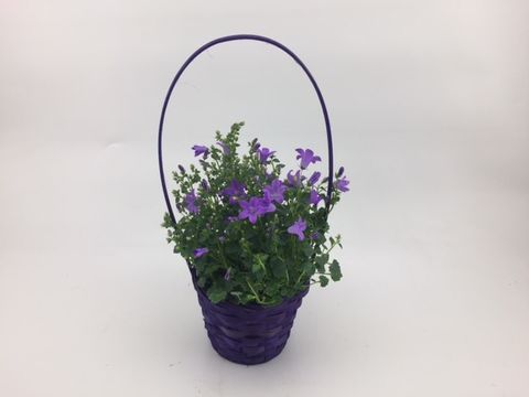 Campanula portenschlagiana 'Blue Ocean'