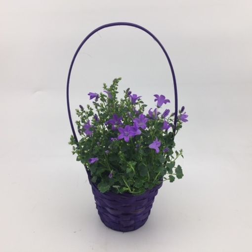 Campanula portenschlagiana 'Blue Ocean'