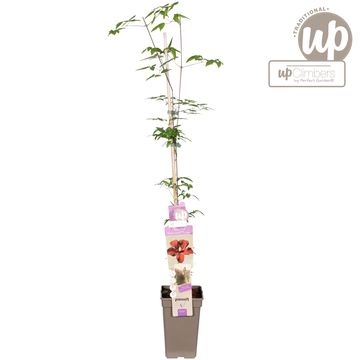 Clematis 'Vitiwester'