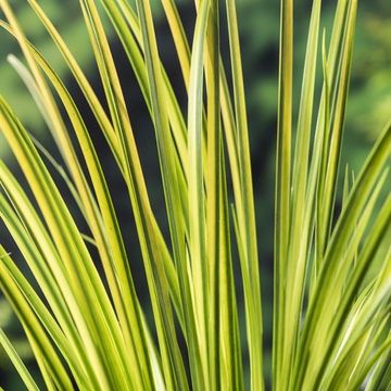 Acorus gramineus 'Ogon'