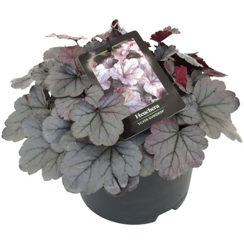 Heuchera 'Silver Gumdrop'