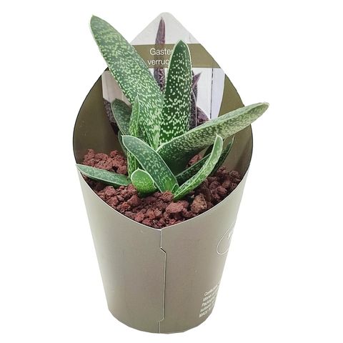 Gasteria carinata verrucosa