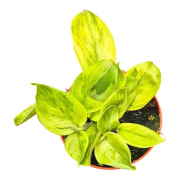 Scindapsus 'Green on Green'
