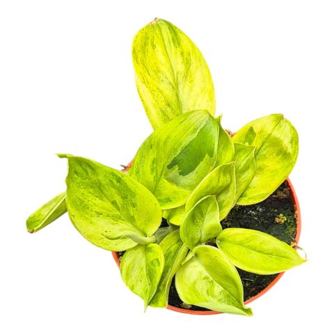 Scindapsus 'Green on Green'