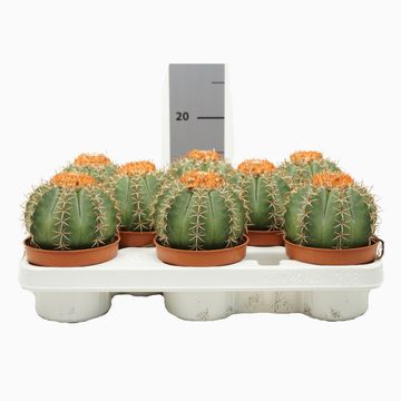 Melocactus matanzanus