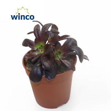 Aeonium arboreum 'Zwartkop'