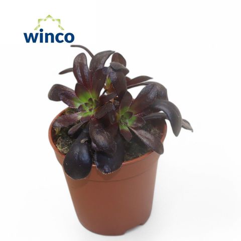 Aeonium arboreum 'Zwartkop'