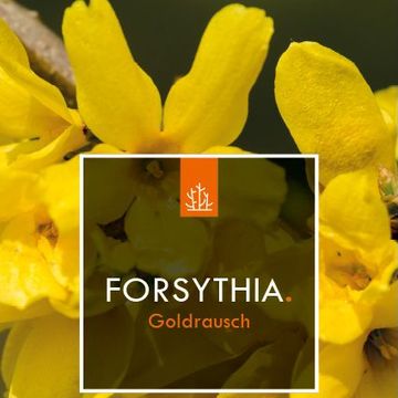 Forsythia 'Голдрауш'