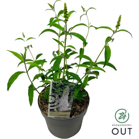 Buddleja davidii 'White Profusion'