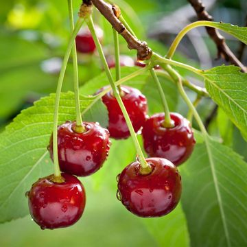 Prunus avium 'Stella'